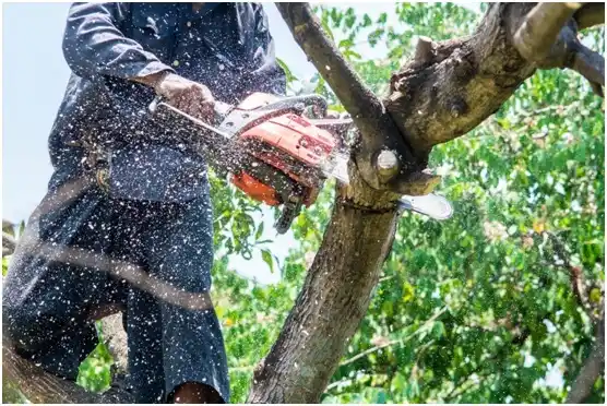 tree services Brentwood